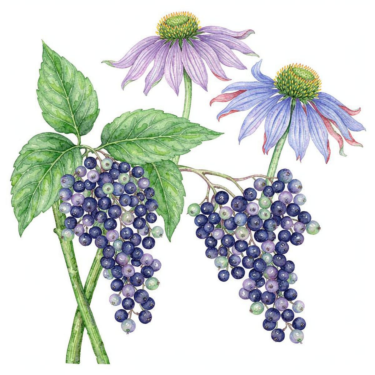 Berberine Dosage: How Much Should You Take Per Day? | q'ankyaq natural supplements