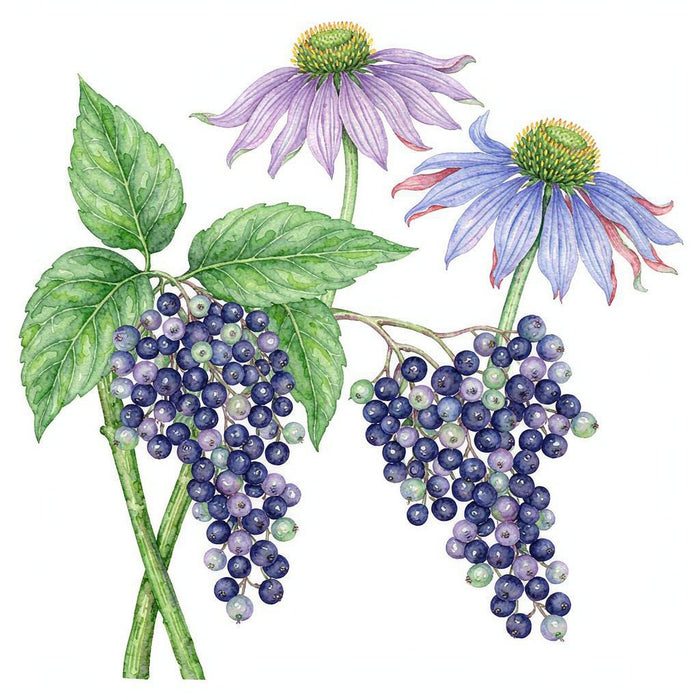 Berberine Dosage: How Much Should You Take Per Day? | q'ankyaq natural supplements